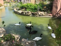-芽庄珍珠岛游乐园