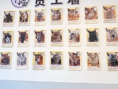 -有喵·猫咖·狗咖·30几只猫10只小狗(岗厦店)