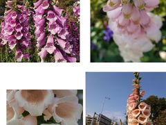 -文华公园(禅城区)