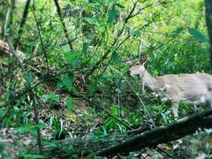 -重庆长寿碧桂园凤悦凤凰酒店