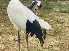 -盐城丹顶鹤湿地生态旅游区