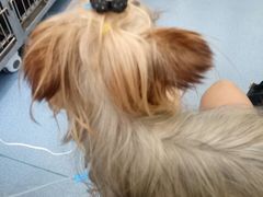 -伟伟宠物医院·CT影像中心·瑞派犬猫综合性门诊(汉口总院)