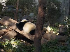 -成都大熊猫繁育研究基地