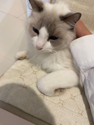 -懒猫摄影studio写真馆