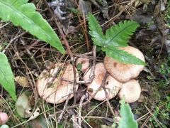 -三门江国家森林公园