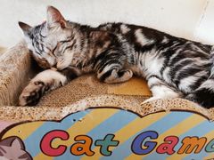 -猫腻·猫咖·撸猫馆(星光大道店)