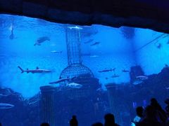 -芜湖新华联大白鲸海洋公园