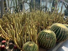 -深圳仙湖植物园