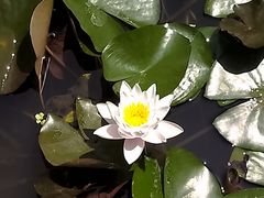 -莲湖公园