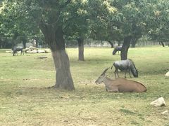 -西安秦岭野生动物园