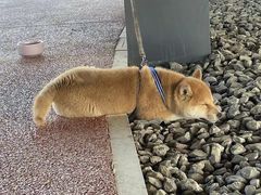 -佳怡动物医院·平价24小时·猫专科骨外科