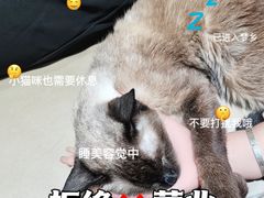 -藏猫猫咖啡主题馆(中央大道店)