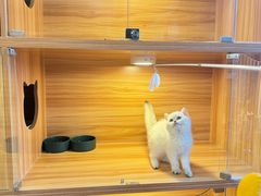 -猫十亿·布偶金渐层·曼基康矮脚猫舍(青年路店)