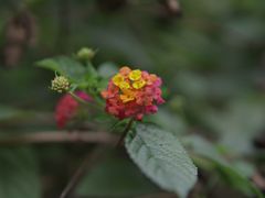 -成都泰迪熊博物馆