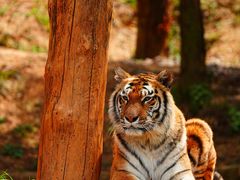 -云南野生动物园