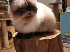 -more than meow吴止猫主题餐厅(承德 中船汇店)