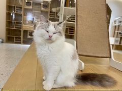 -猫域·湾主题猫咖·宠物吧(南坪城市广场店)