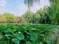 -四川大学(望江校区)
