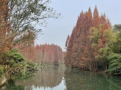 -桤木河湿地公园