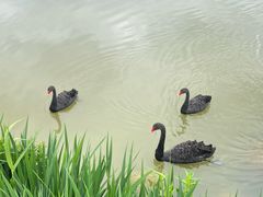 -荷兰花海