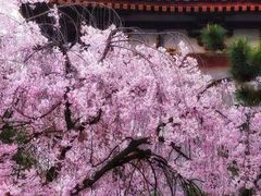 -西安青龙寺遗址景区