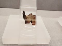 甲骨文-北京大学赛克勒考古与艺术博物馆