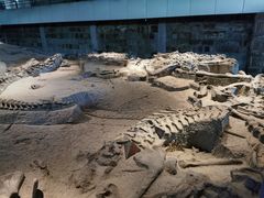 -自贡恐龙博物馆