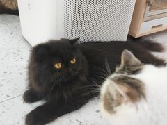 -喵园·猫主题咖啡厅·撸猫·猫咖(国贸店)