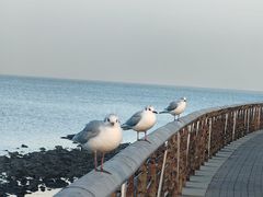 -东疆理想海岸沙滩景区
