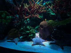 -暹罗海洋世界