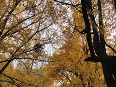 -四川大学(华西校区)