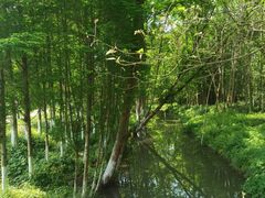 -桤木河湿地公园