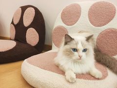 -猫咪派对(江南西店)