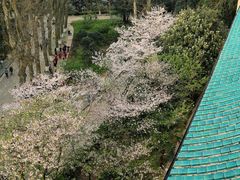 -武汉大学-樱园
