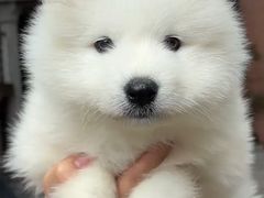 -翊宠yipet猫狗购宠庄园犬舍•猫舍