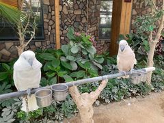 -南宫五洲植物乐园