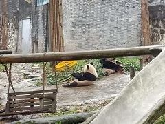 -都江堰中华大熊猫苑