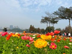 -顺峰山公园