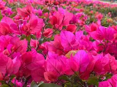 -光明小镇欢乐田园