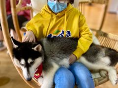 -Husky Go! 哈士奇体验馆·宠物咖啡厅狗咖
