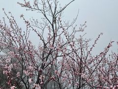 -华山风景名胜区