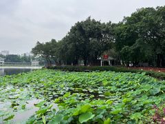 -荔湾湖公园