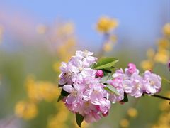 -海棠花溪(元大都城垣遗址公园)