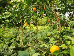 -南宫五洲植物乐园