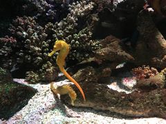 -暹罗海洋世界