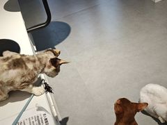 -琪喵猫屋·撸猫猫咖·猫舍