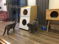 -猫大福·Fortune Cat猫舍(百子湾店)