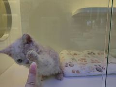 -小猫来了·猫舍(红山六九七九店)