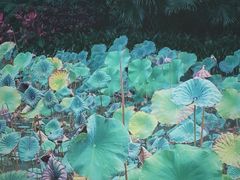 -曼听御花园