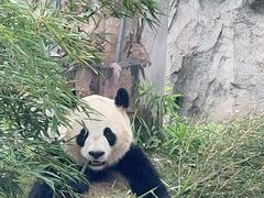 -上海野生动物园